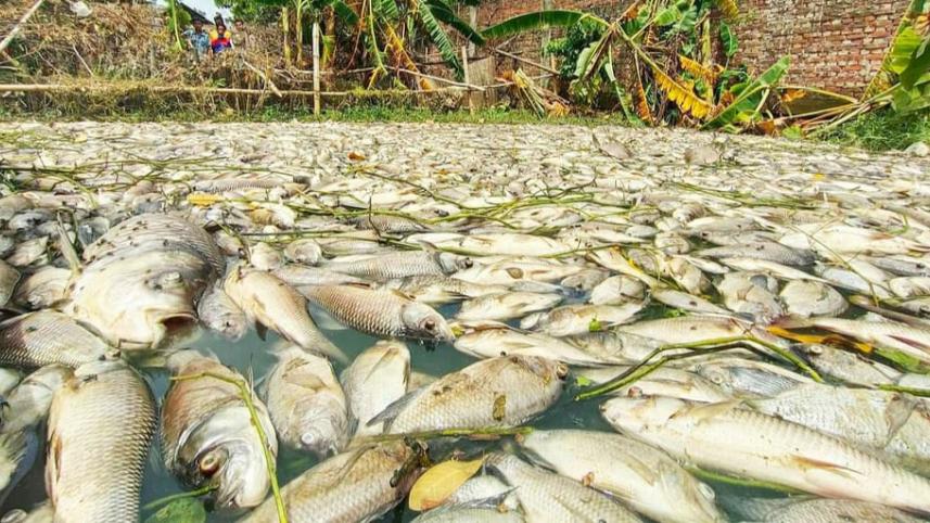 Fishes .jpg