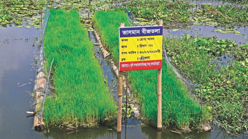 Floating seedbed.jpg