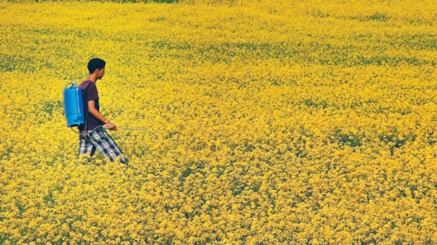 gm mustard.jpg