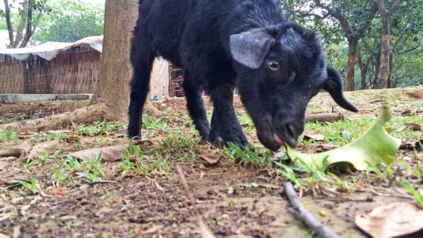 Goats of Bangladesh
