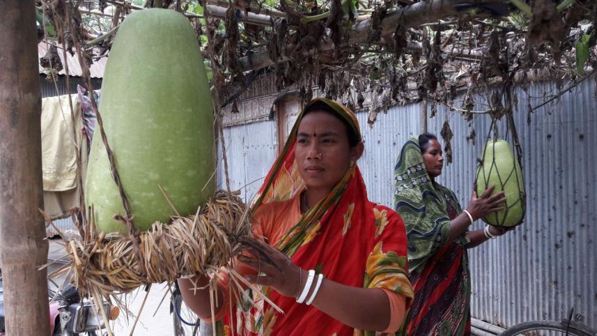 Gourd seed production.jpg