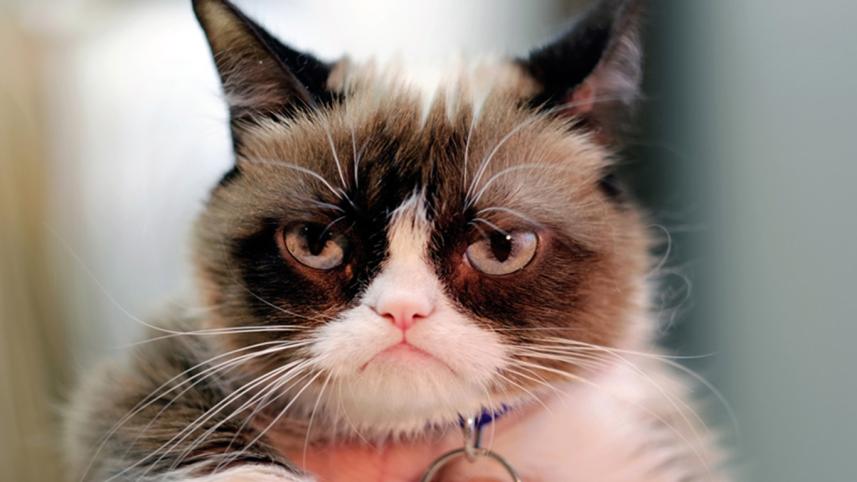 Grumpy-cat-1-web.jpg