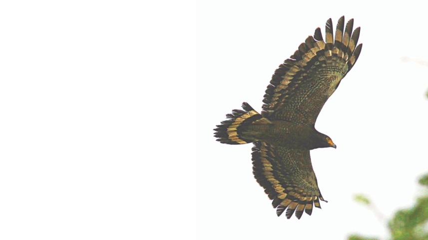 hawk-eagle.jpg