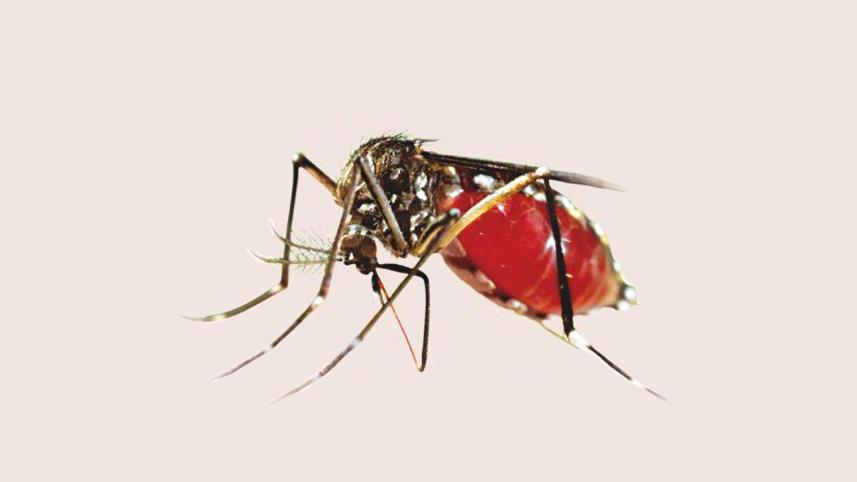 health crisis Dengue.jpg
