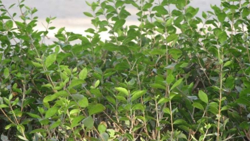 Henna shows colour 1.jpg