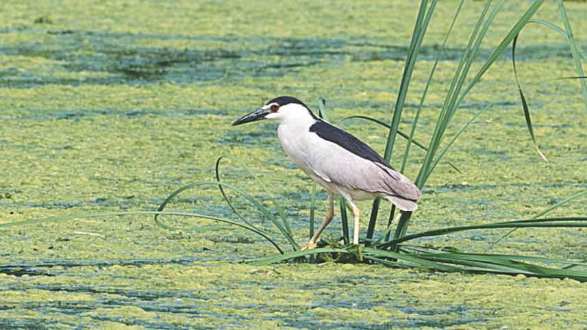 High Park, Toronto.jpg
