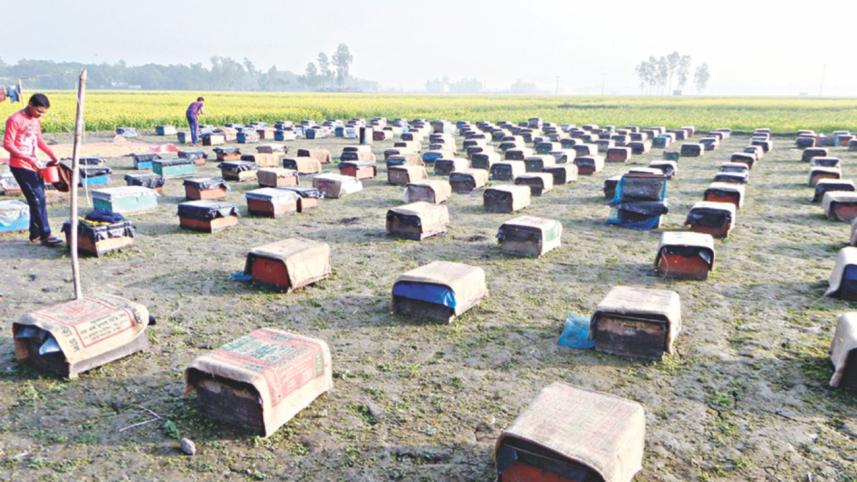 Honey production fall.jpg