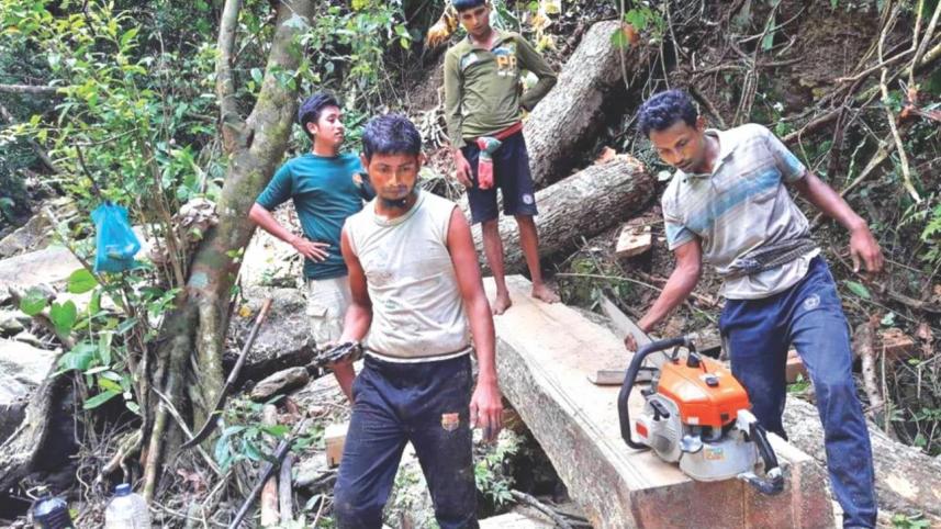 illegal tree felling