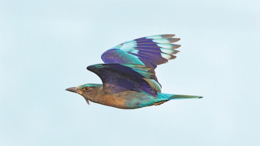 Indian roller (neelkantha).jpg