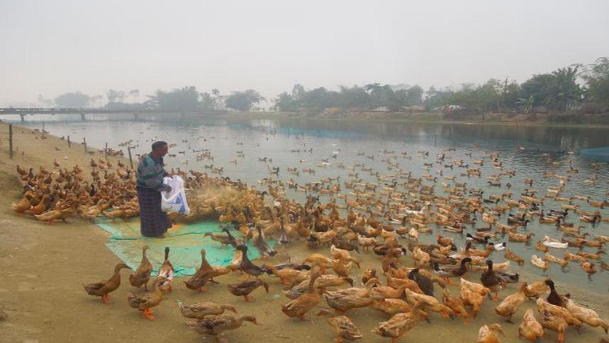 Innovative duck farming.jpg