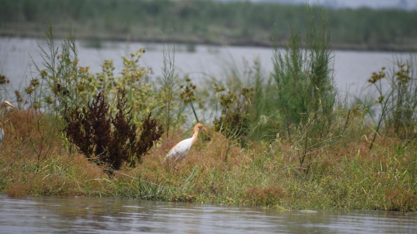Jamuna river-Bogura  Photo- Mostafa Shabuj- (3)-min.JPG