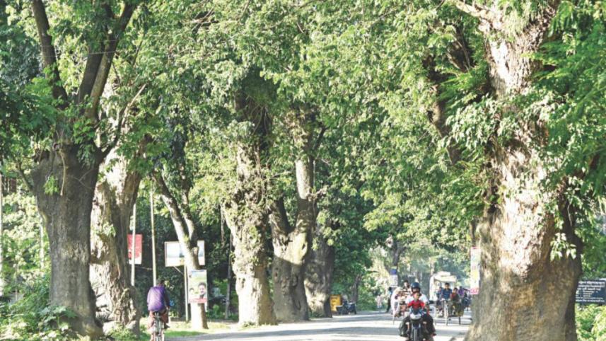 jessore trees.jpg