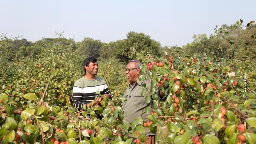 Kashmiri Apple Kul.jpg
