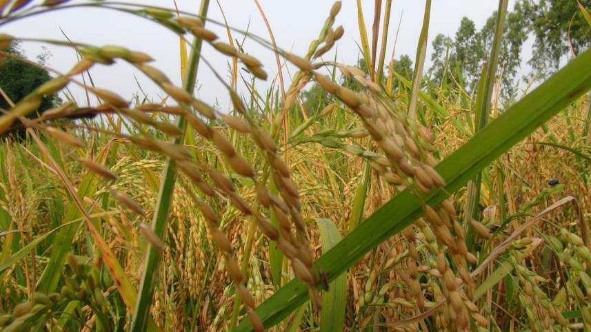 Khochabari village.jpg