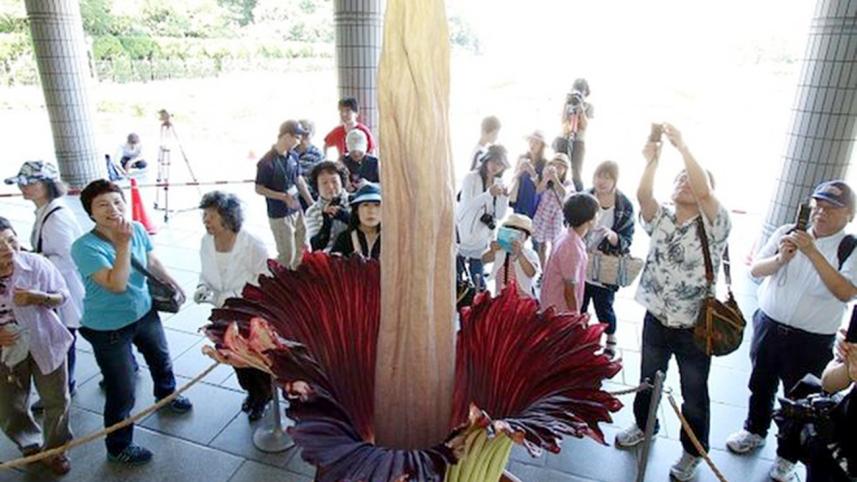 largest-flower.jpg