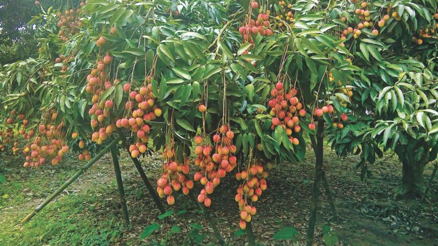 Litchi growers.jpg