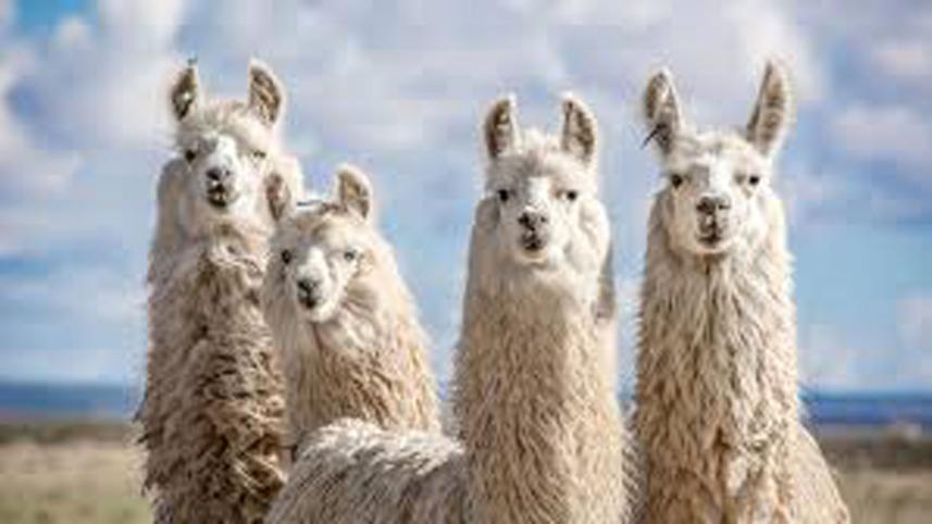 llamas.jpg