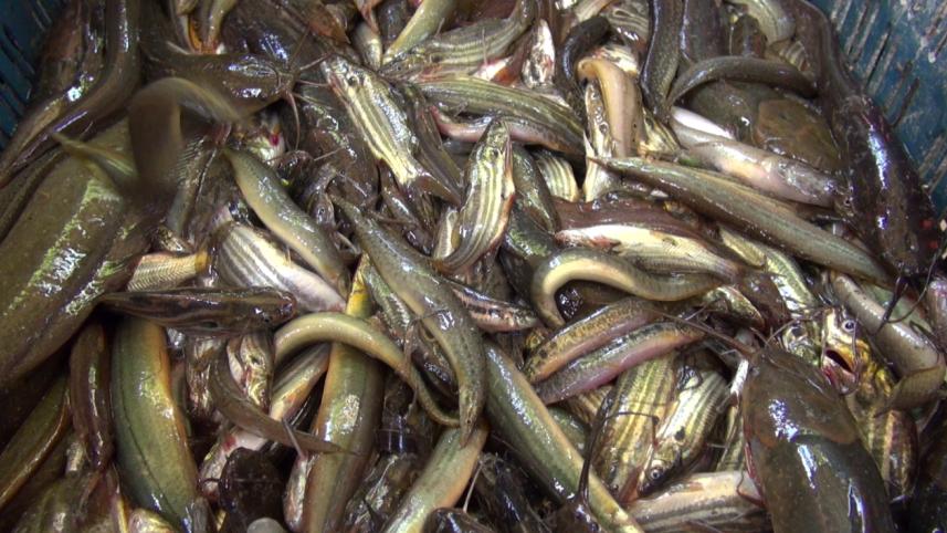 Local fishes depleting.jpg