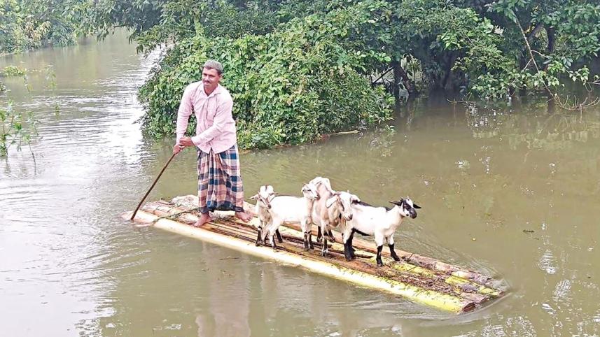 looking-fodder-in-flood.jpg