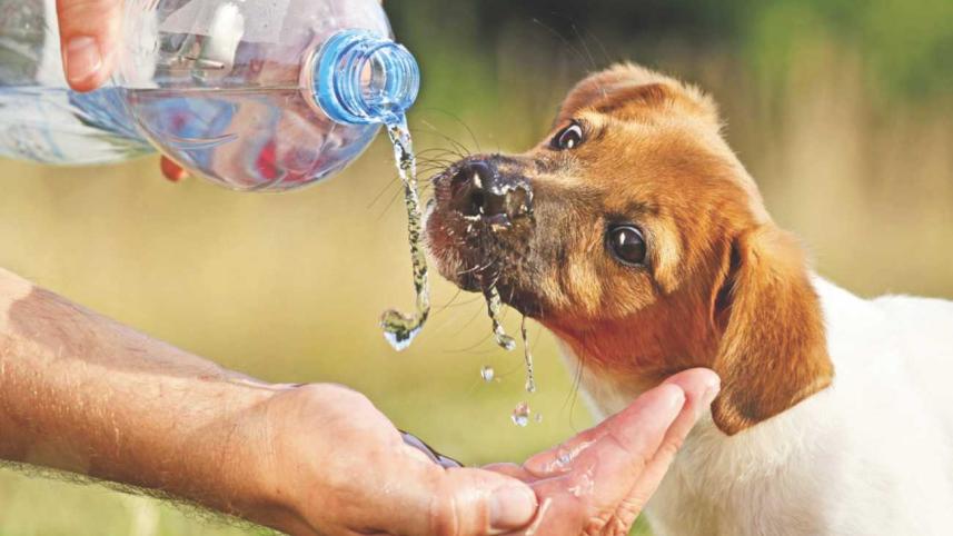 Love at first paw