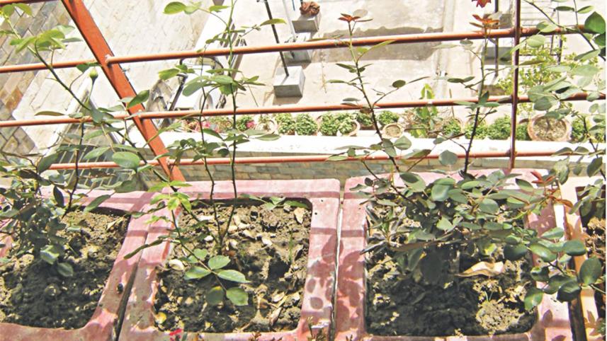 Loving and Living with Plants