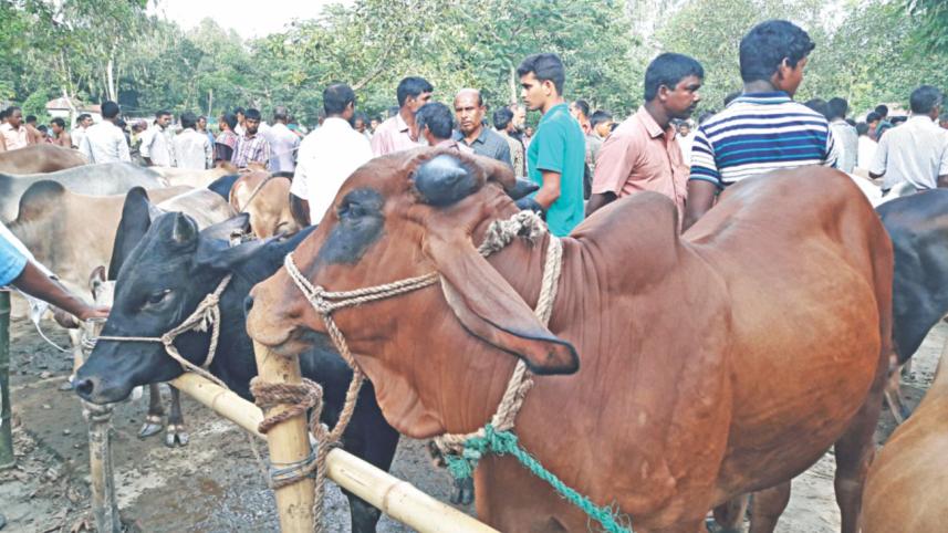 Low price blow cattle 1.jpg