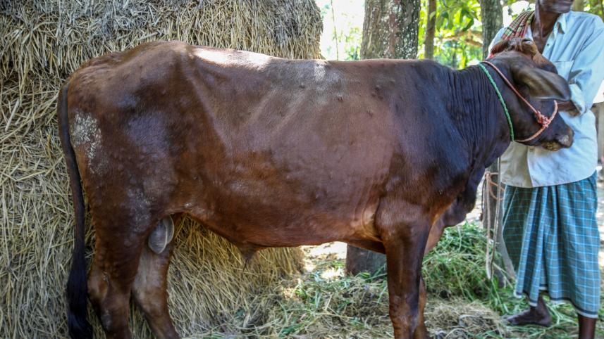 Lumpy skin disease 1.jpg