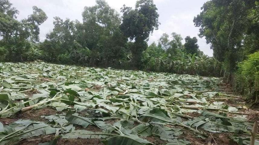 Madhupur-forestland.jpg