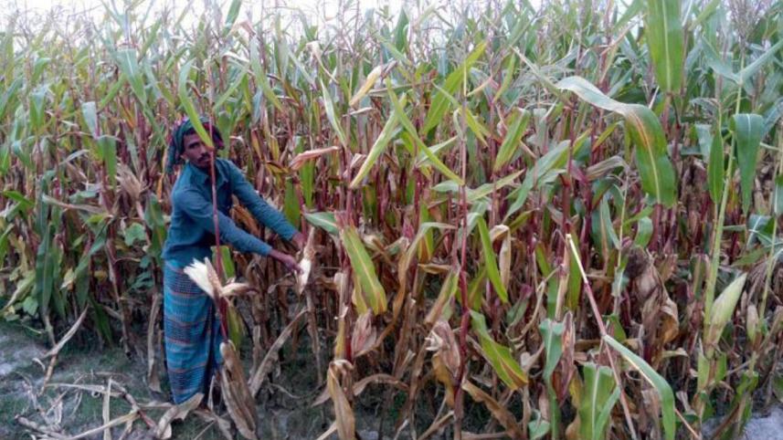 Maize production.jpg