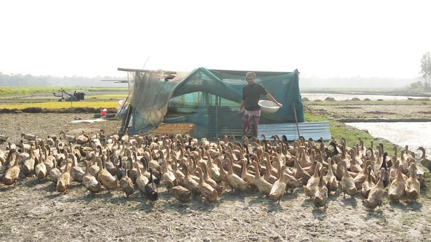 mobile duck farm.jpg