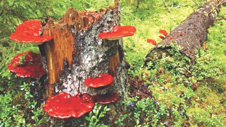 Mushroom .jpg