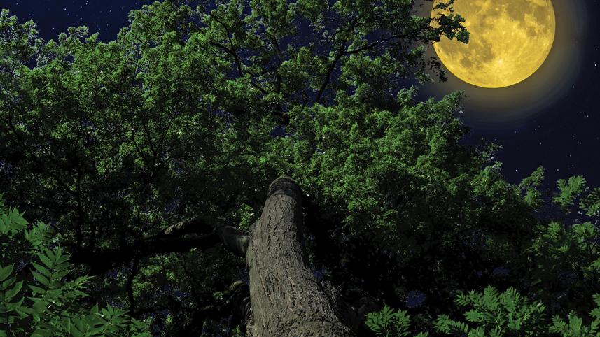 nature.jpg