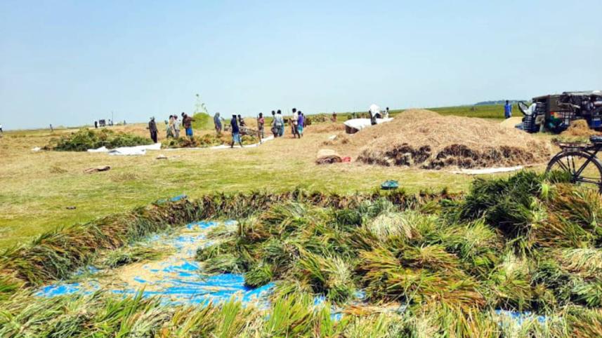 Netrakona haor farmers