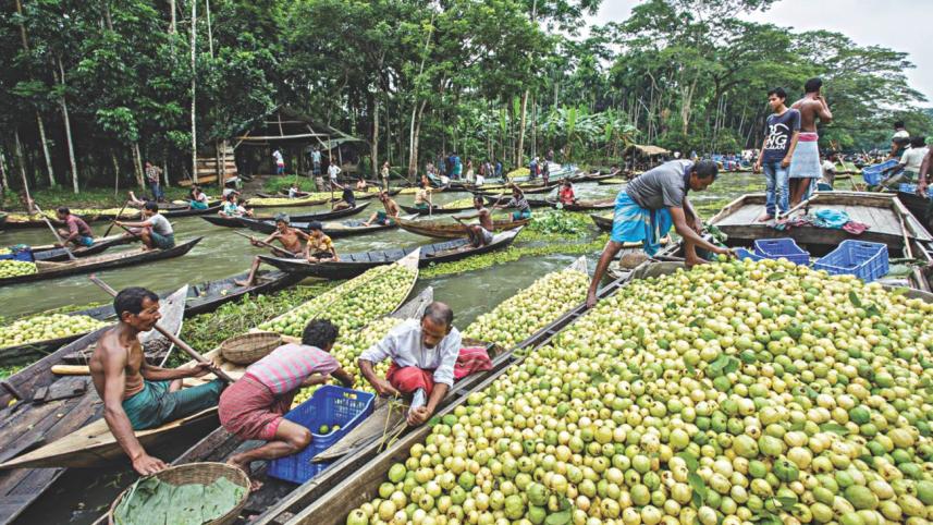 Of canals and guavas