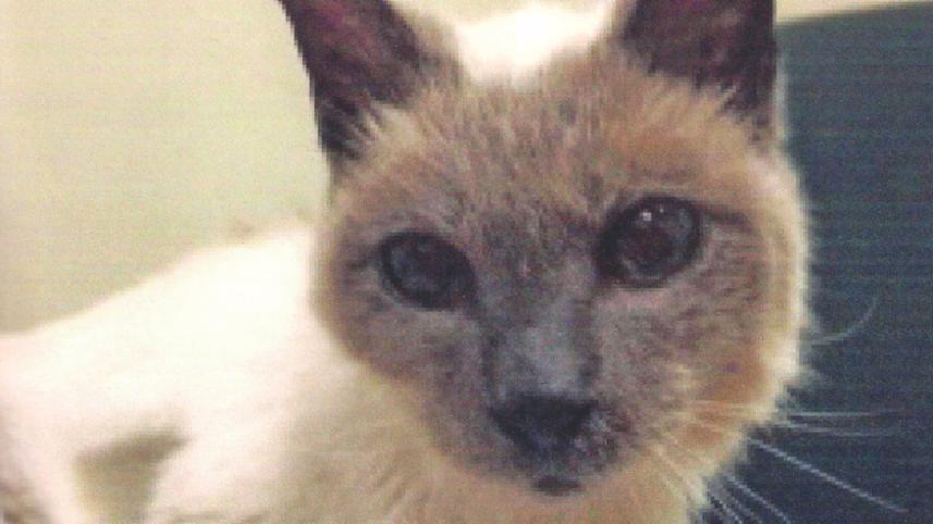 oldest cat.jpg