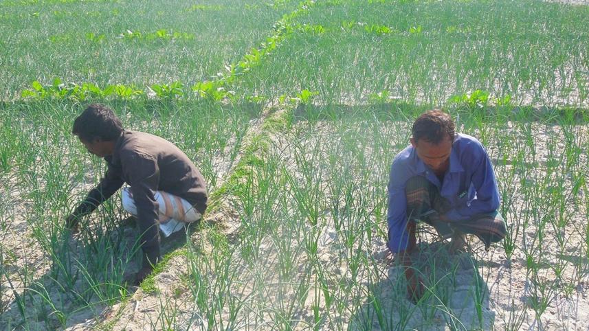 onion-field-in-Kisamoter-Char.jpg