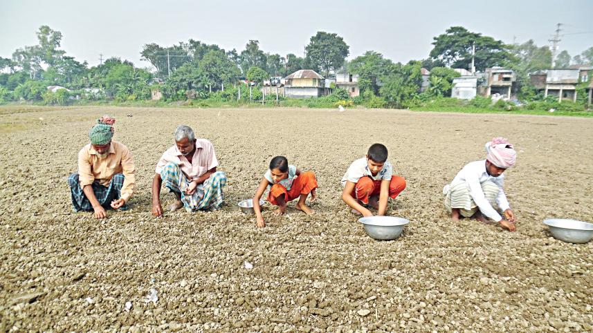 onion-production.jpg