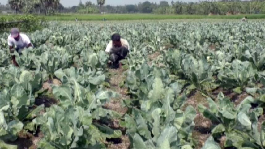 Pest attack joypurhat field.jpg