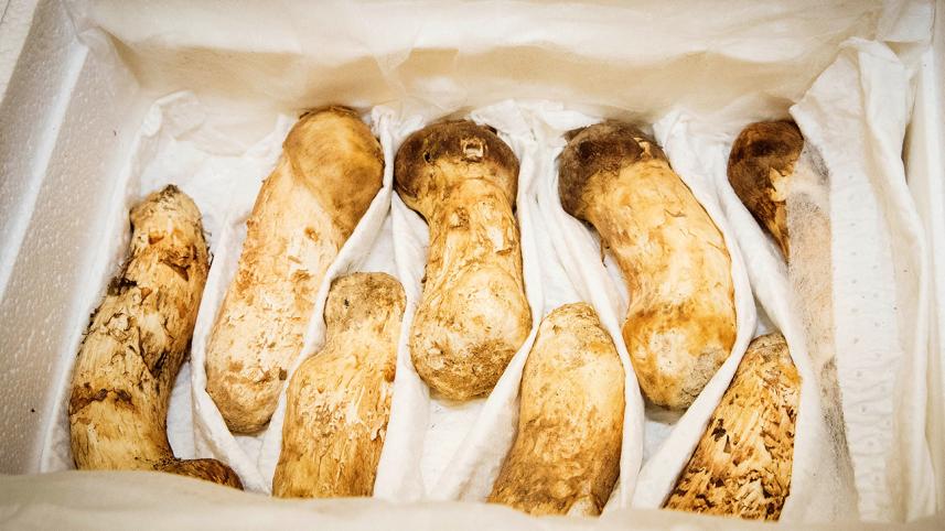 natural pine mushrooms