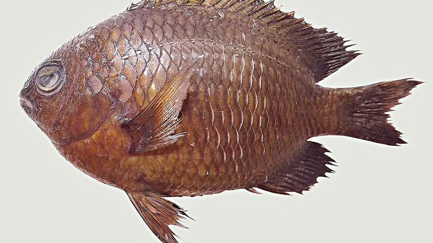 Pomacentrus-Bangladeshius.jpg