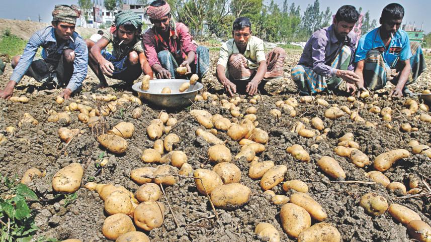 potato farmers struggle.jpg