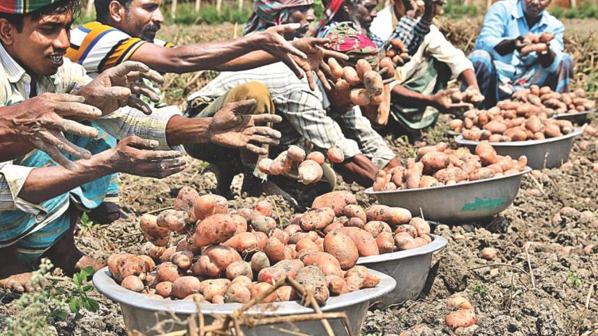 potato growers.jpg