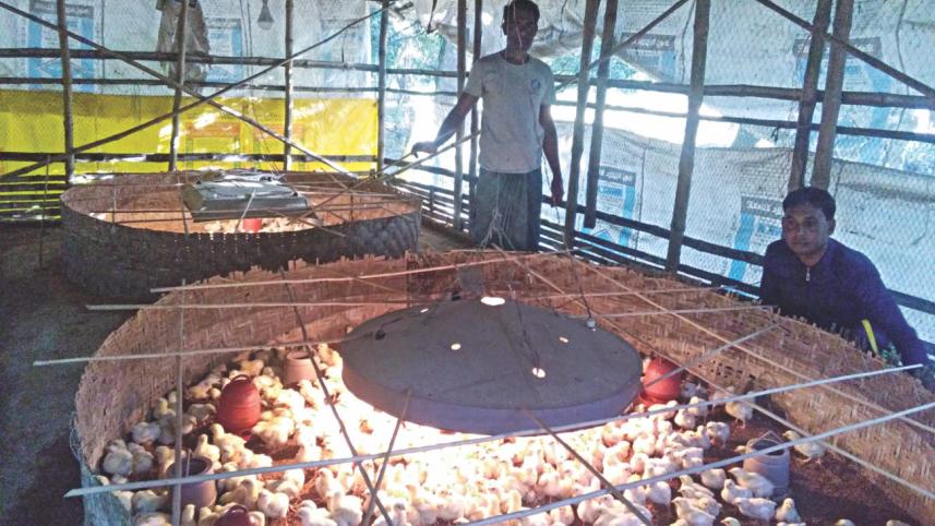 Poultry farming threat.jpg