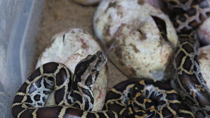 Pythons hatched in Chattogram Zoo