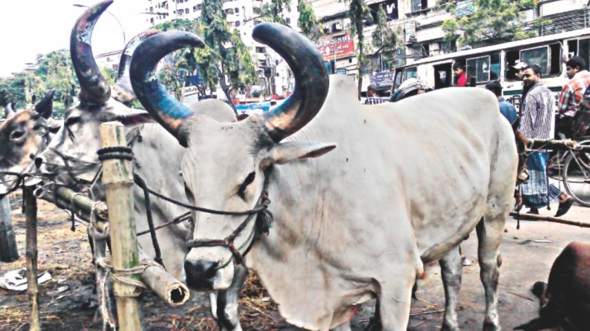 Rajasthani bulls.jpg