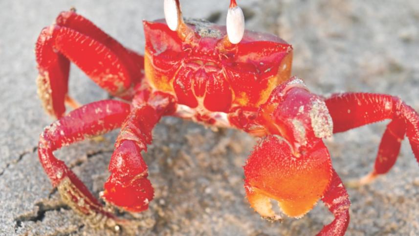 red crab.jpg