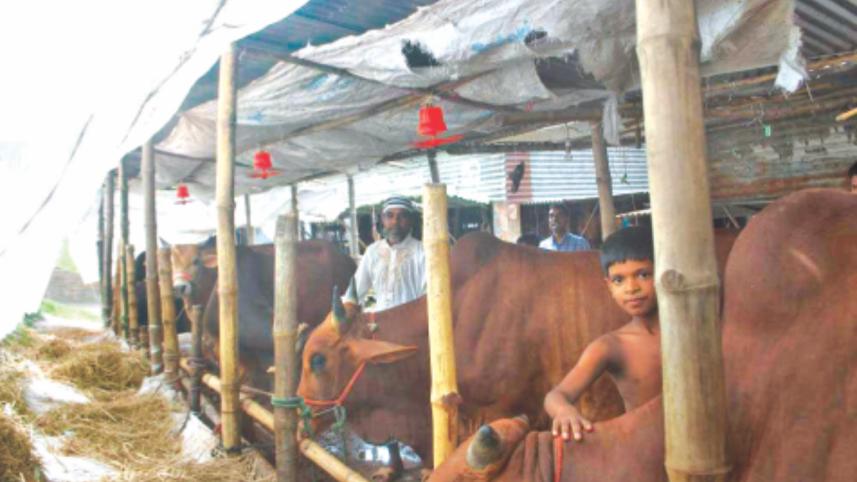 sacrificial animal.jpg