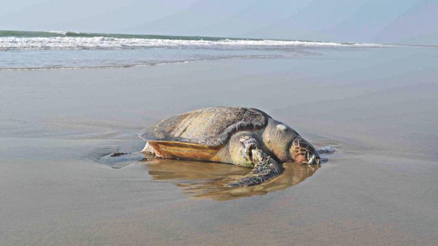 sea turtile in danger.jpg