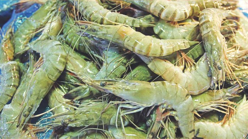 Shrimp
