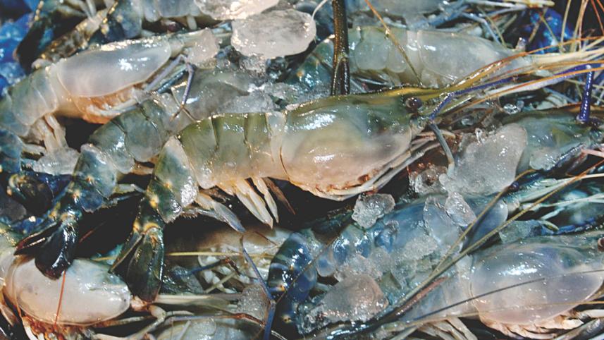 shrimp growers.jpg